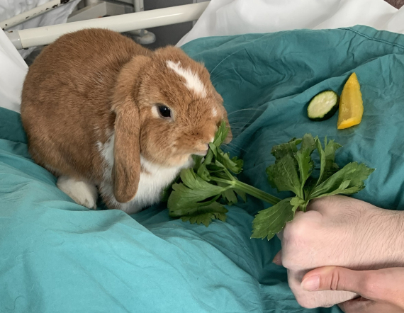 lapin_médiation_animale