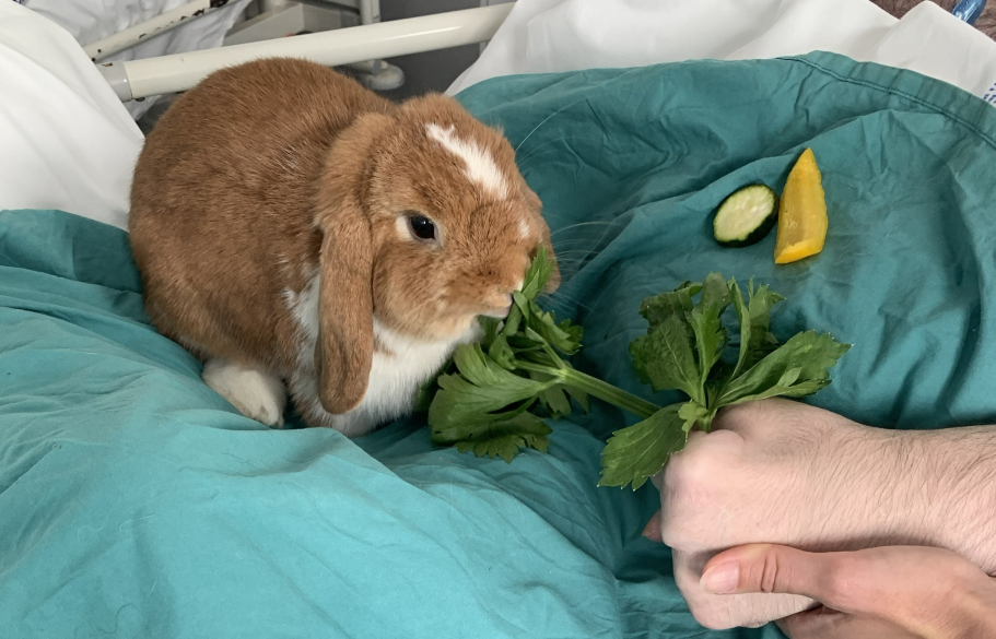 lapin_médiation_animale