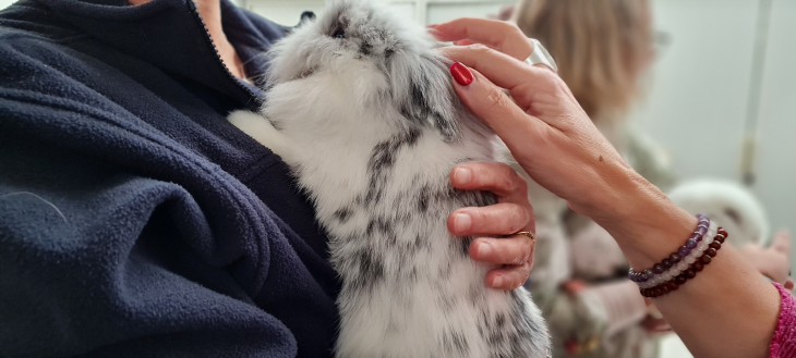 lapin médiation animale