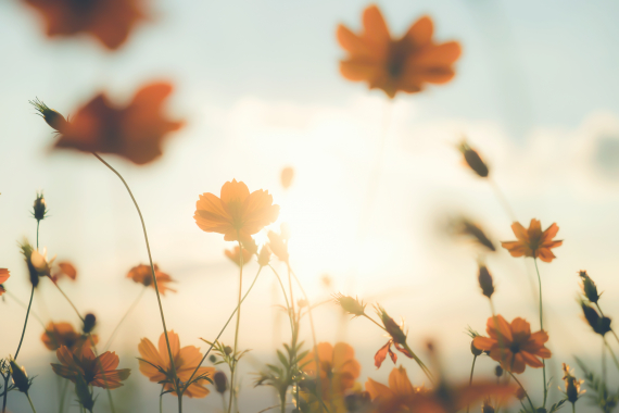 champ de fleurs