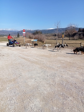 ra-mais chiens de traineaux