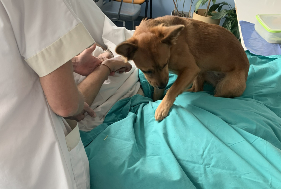 chien_médiation_animale